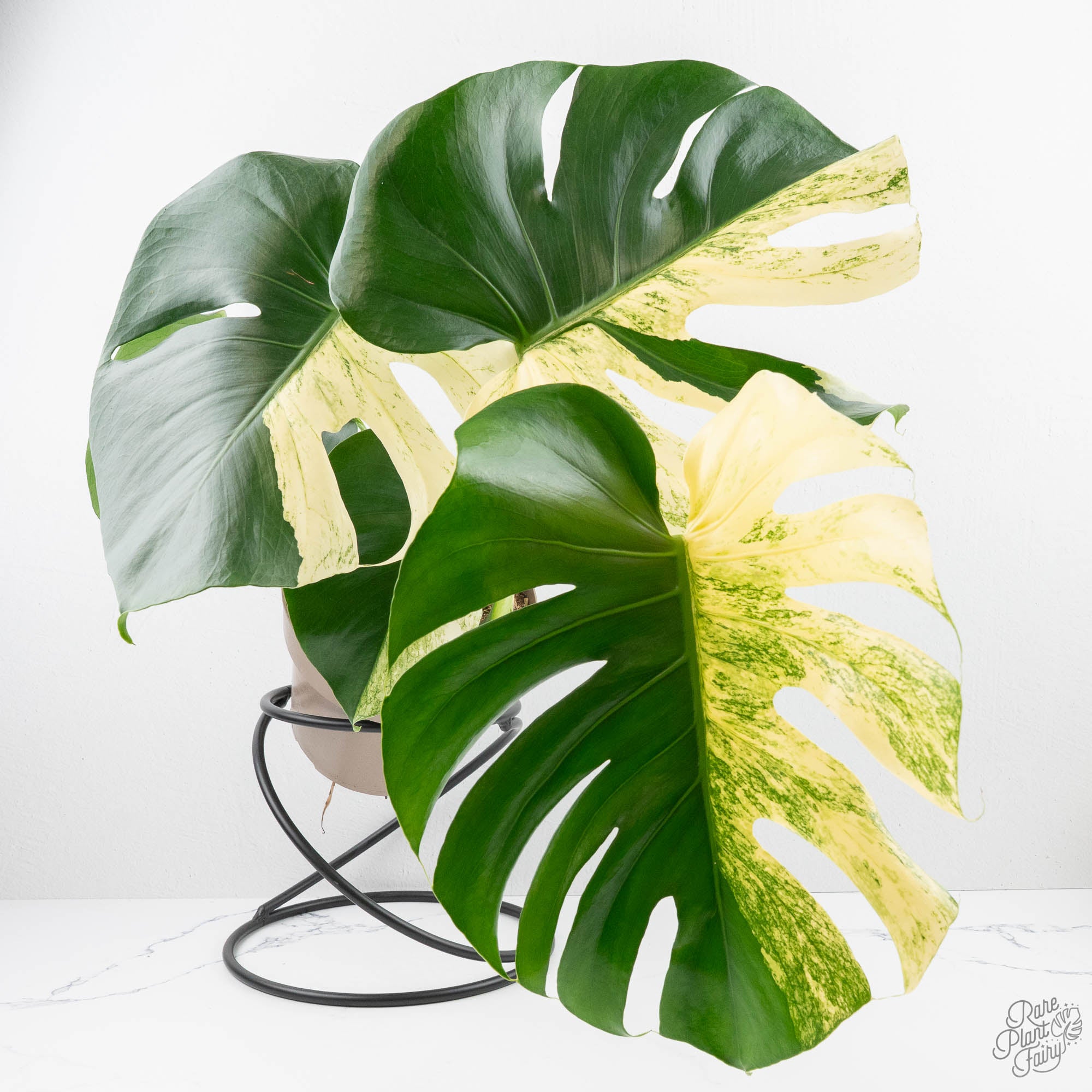 monster monstera plant Monstera Deliciosa 'White Monster' (wk22-UZ) *Half Moons* – Rare Plant Fairy