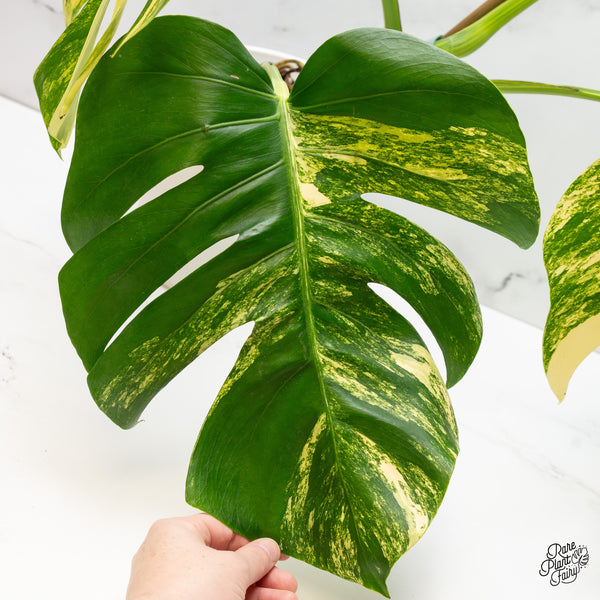 Monstera Deliciosa Aurea Variegated (Small Form/Borsigiana) (wk52-C)
