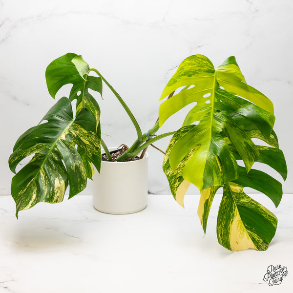 Monstera Deliciosa Aurea Variegated (Small Form/Borsigiana) (wk52-C)