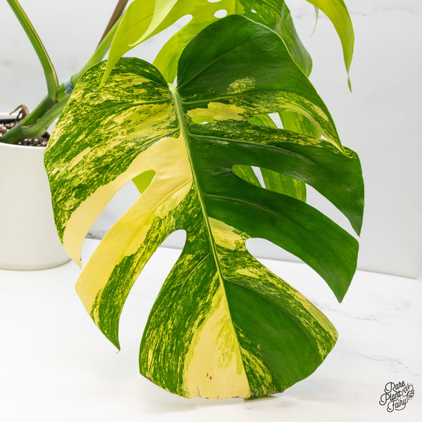Monstera Deliciosa Aurea Variegated (Small Form/Borsigiana) (wk52-C)