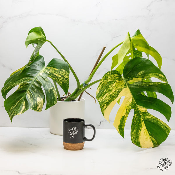 Monstera Deliciosa Aurea Variegated (Small Form/Borsigiana) (wk52-C)