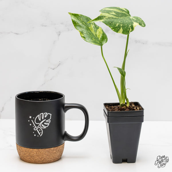 Monstera Deliciosa 'Electrolyte' (wk1-UN)