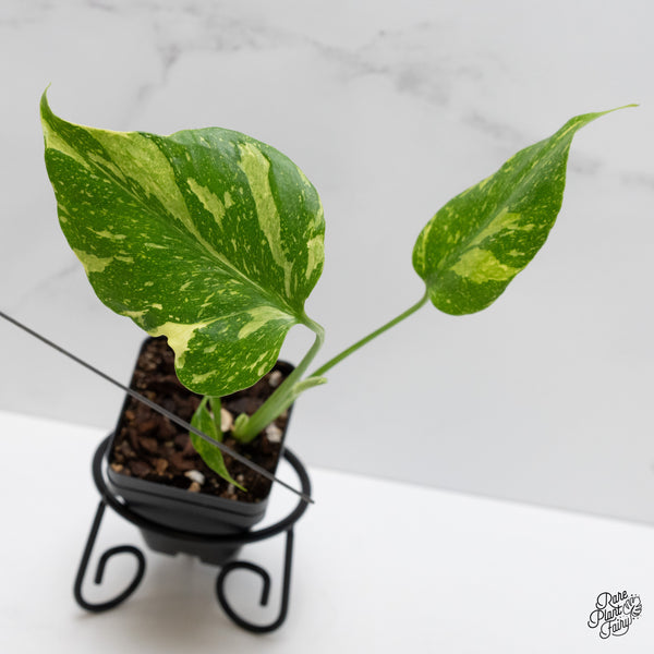 Monstera Deliciosa 'Electrolyte' (wk1-UN)