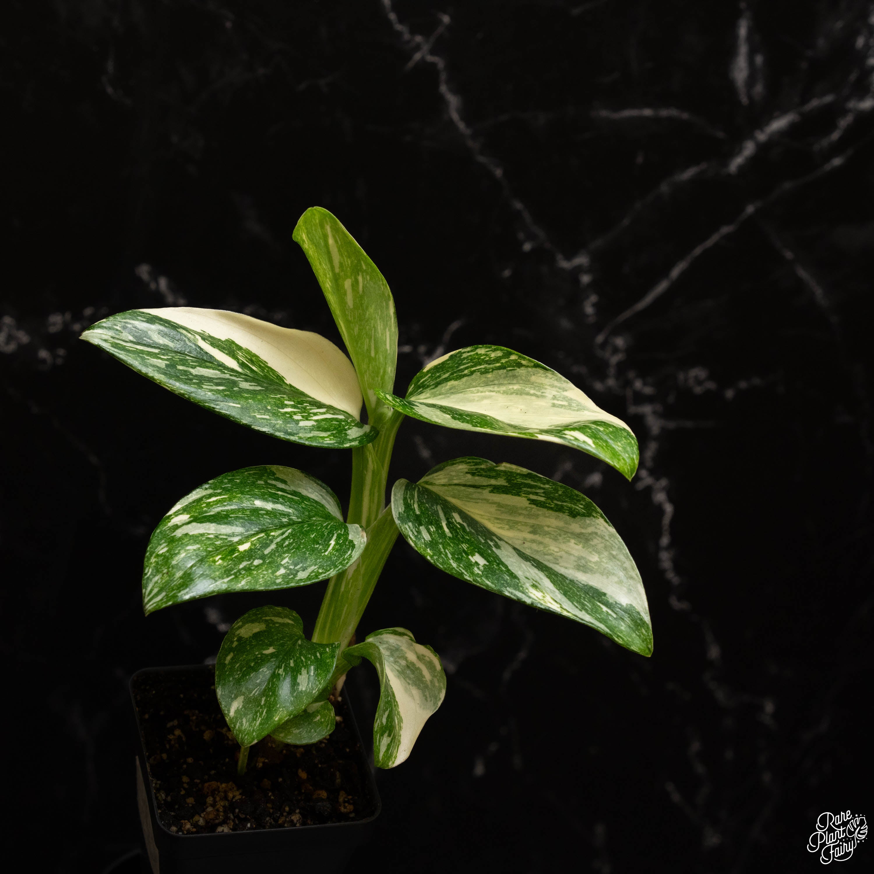 monstera standleyana mature form Monstera Standleyana Albo Marble Variegated *Grower's Choice*