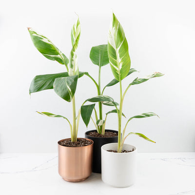 Musa 'Florida' variegated banana tree *Grower's Choice*
