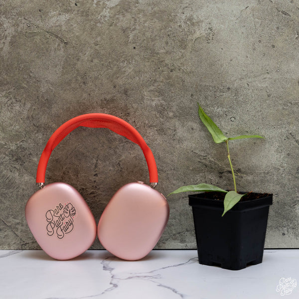 Hoya Pandurata 'Tsiang Silver' *Grower's Choice*