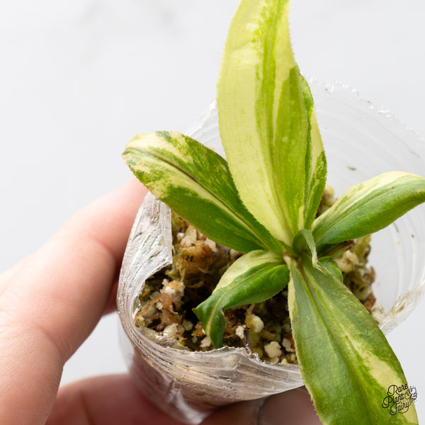 Nepenthes Mirabilis Variegated (wk51-I)