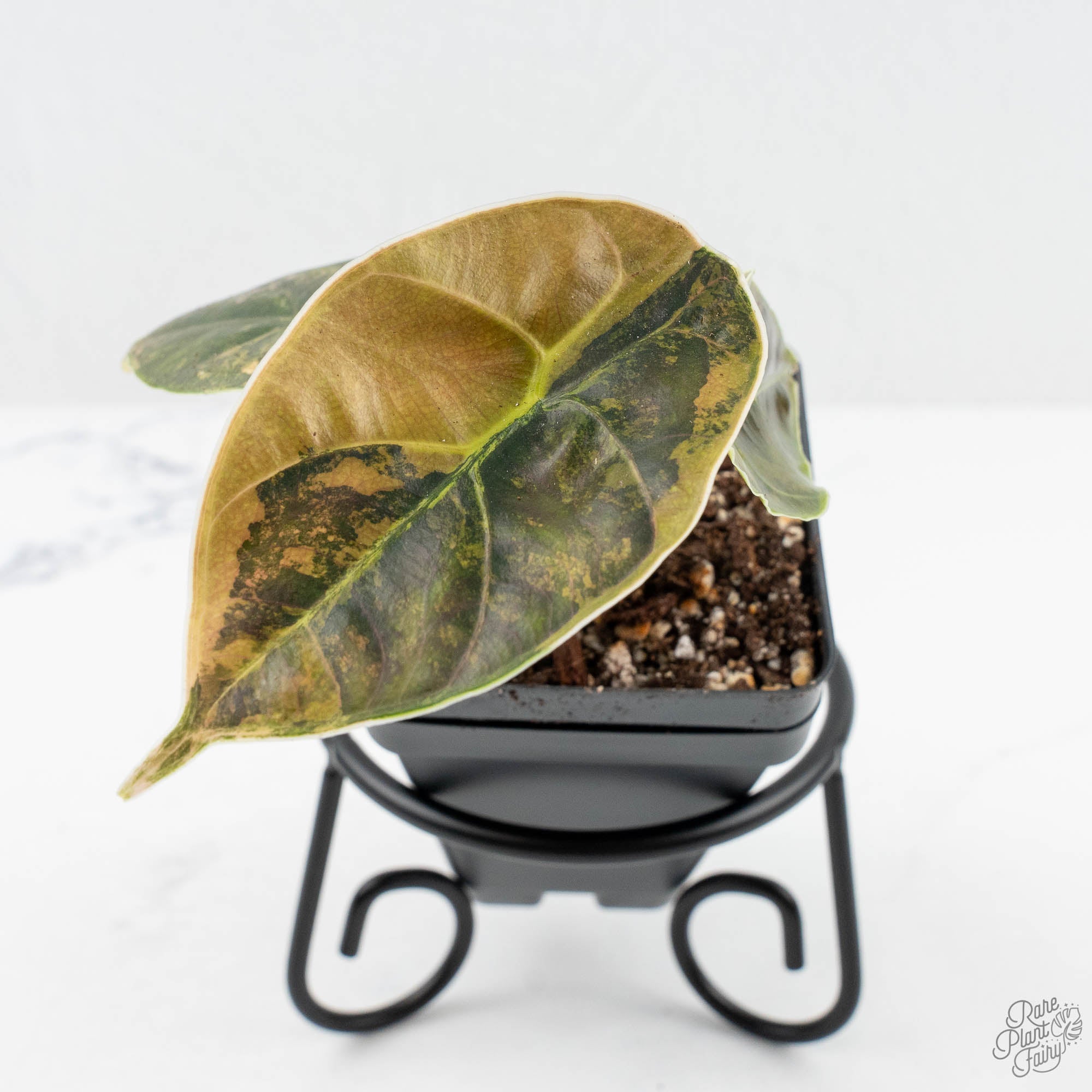 黎明(アウロラ) Alocasia 'Azlanii' Aurea Variegated (wk19-E) – Rare Plant Fairy