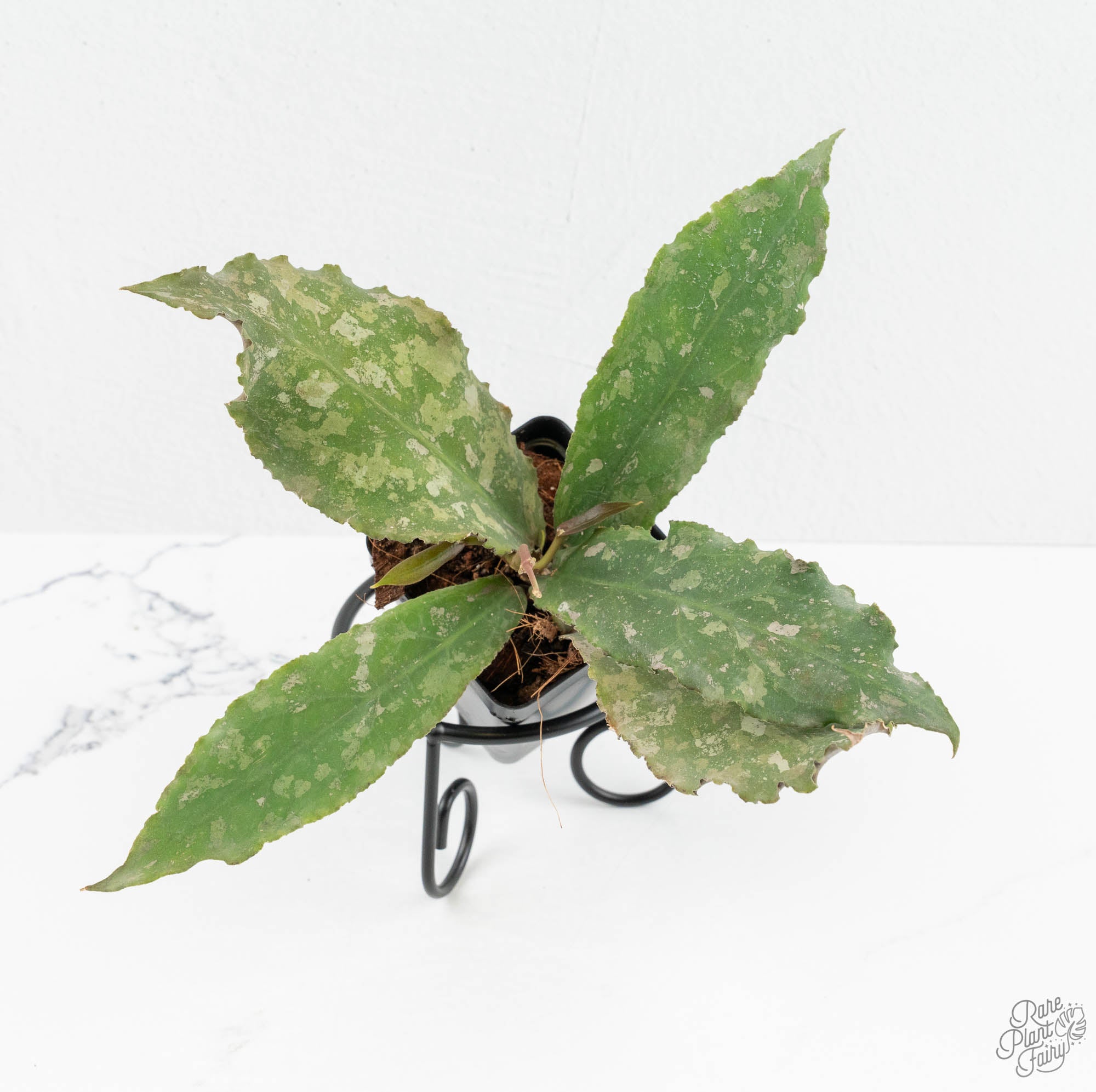 philodendron undulata Hoya undulata *Grower's Choice*