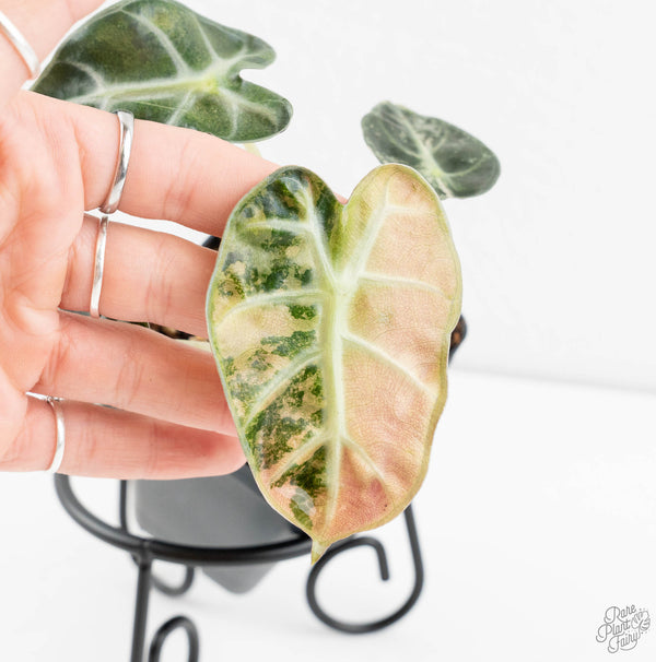 Alocasia 'Balloon Heart' Pink Variegated (wk11-I)