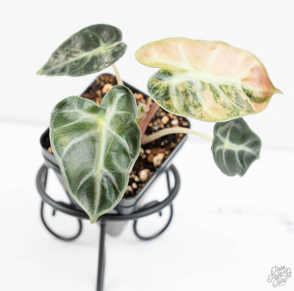 Alocasia 'Balloon Heart' Pink Variegated (wk11-I)