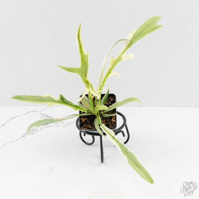 Philodendron Bipinnatifidum 'Tortum' Albo Variegated *Grower's Choice*