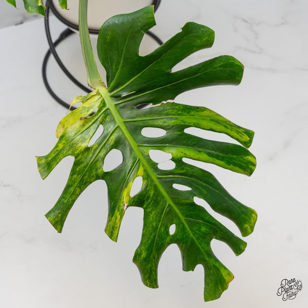 Monstera Deliciosa 'Ocean Green' (wk48-UD)
