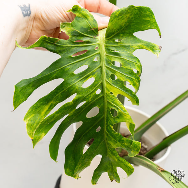 Monstera Deliciosa 'Ocean Green' (wk48-UD)