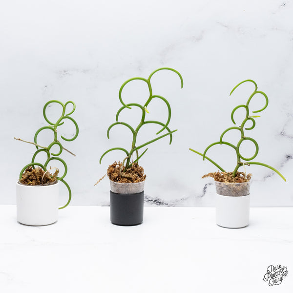 Papilionanthe Teres ‘Olympic Rings’ Orchid *Grower's choice*