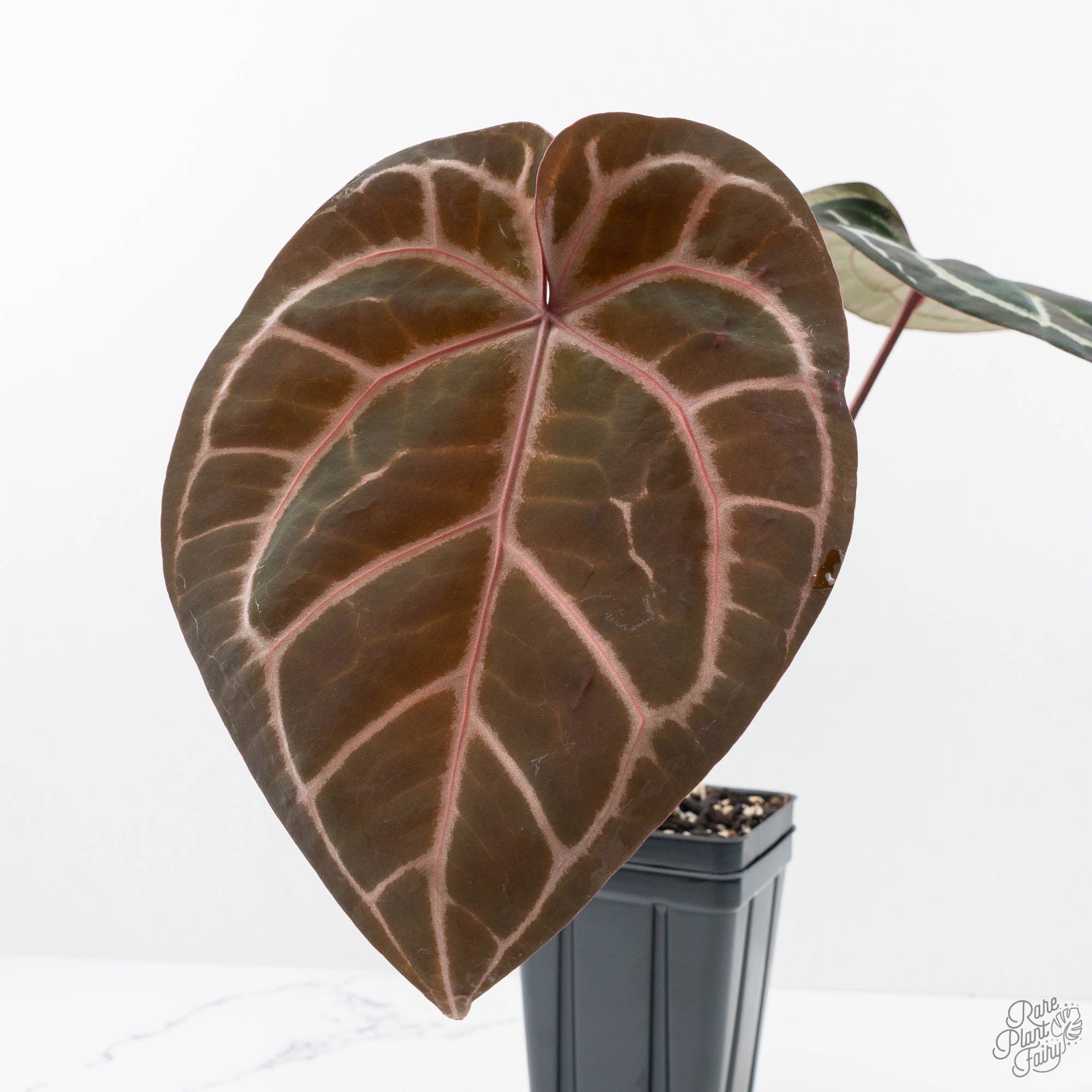 Anthurium Orange '26' x DocBlock Crystal Red '12' by DocBlock