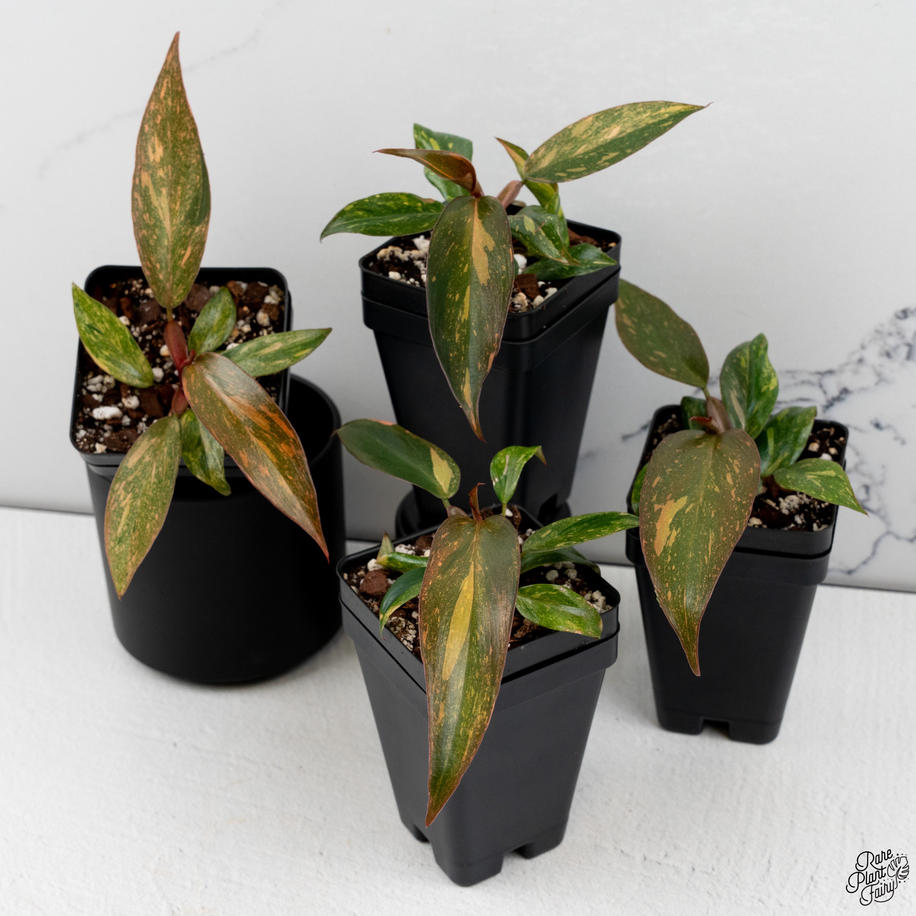 philodendron princess of orange Philodendron 'Orange Princess' *Grower's Choice* Starter