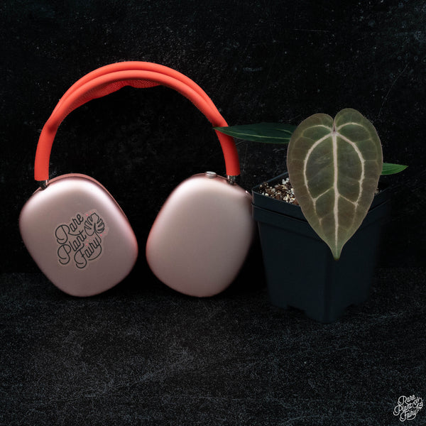 Anthurium DocBlock Red Velvet Cake '24' x Zara '29' by DocBlock® *Grower's Choice*