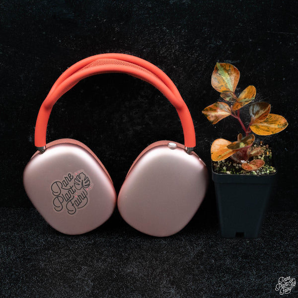 Peperomia 'Crème Brûlée' *Grower's choice*