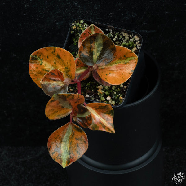 Peperomia 'Crème Brûlée' *Grower's choice*