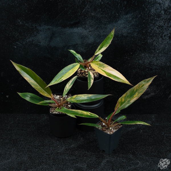 Philodendron 'Caramel Marble' *Grower's choice*