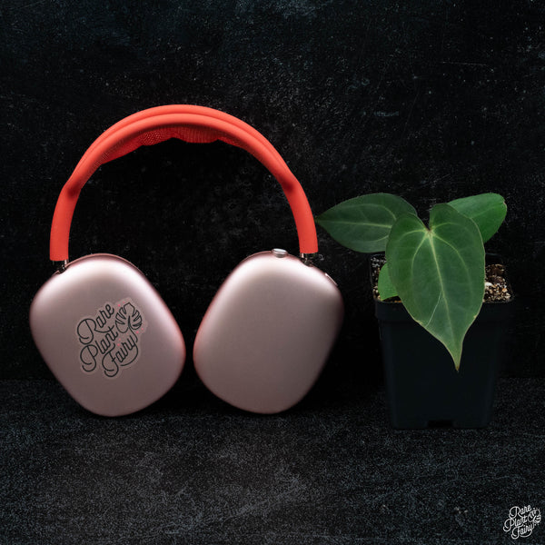 Anthurium antolakii (previously BVEP) x carlablackiae *Grower's Choice*