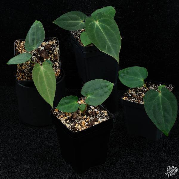 Anthurium antolakii (previously BVEP) x carlablackiae *Grower's Choice*