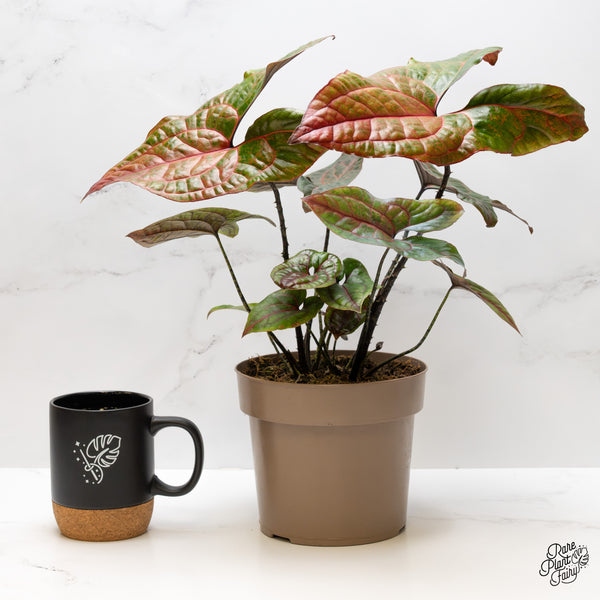 Cyrtosperma Johnstonii *Grower's choice*