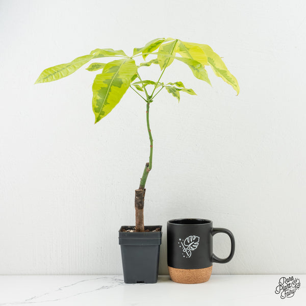 Pachira glabra money tree aurea variegated (wk6-H)