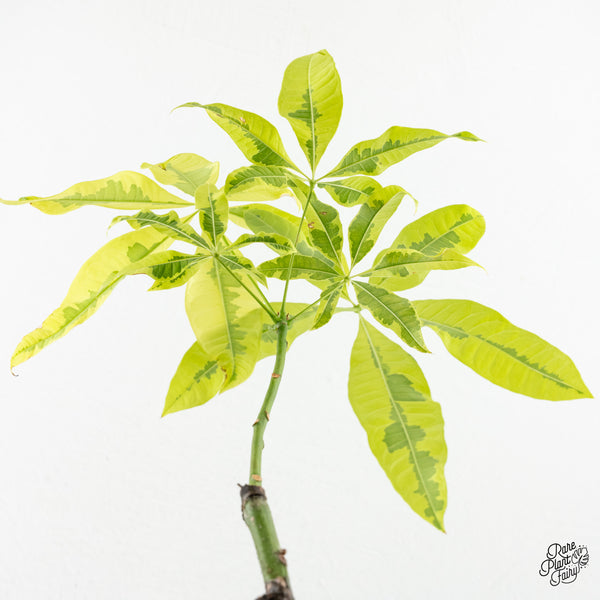 Pachira glabra money tree aurea variegated (wk6-H)