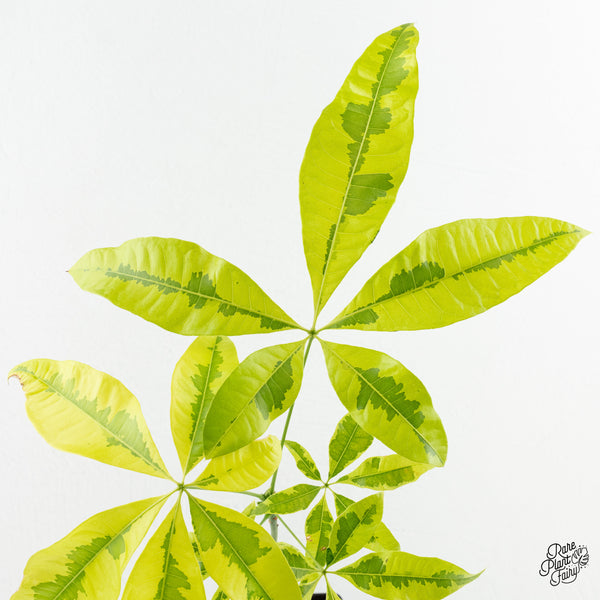 Pachira glabra money tree aurea variegated (wk6-H)