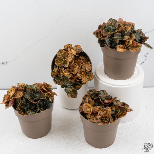 Peperomia 'Crème Brûlée' *Grower's choice*