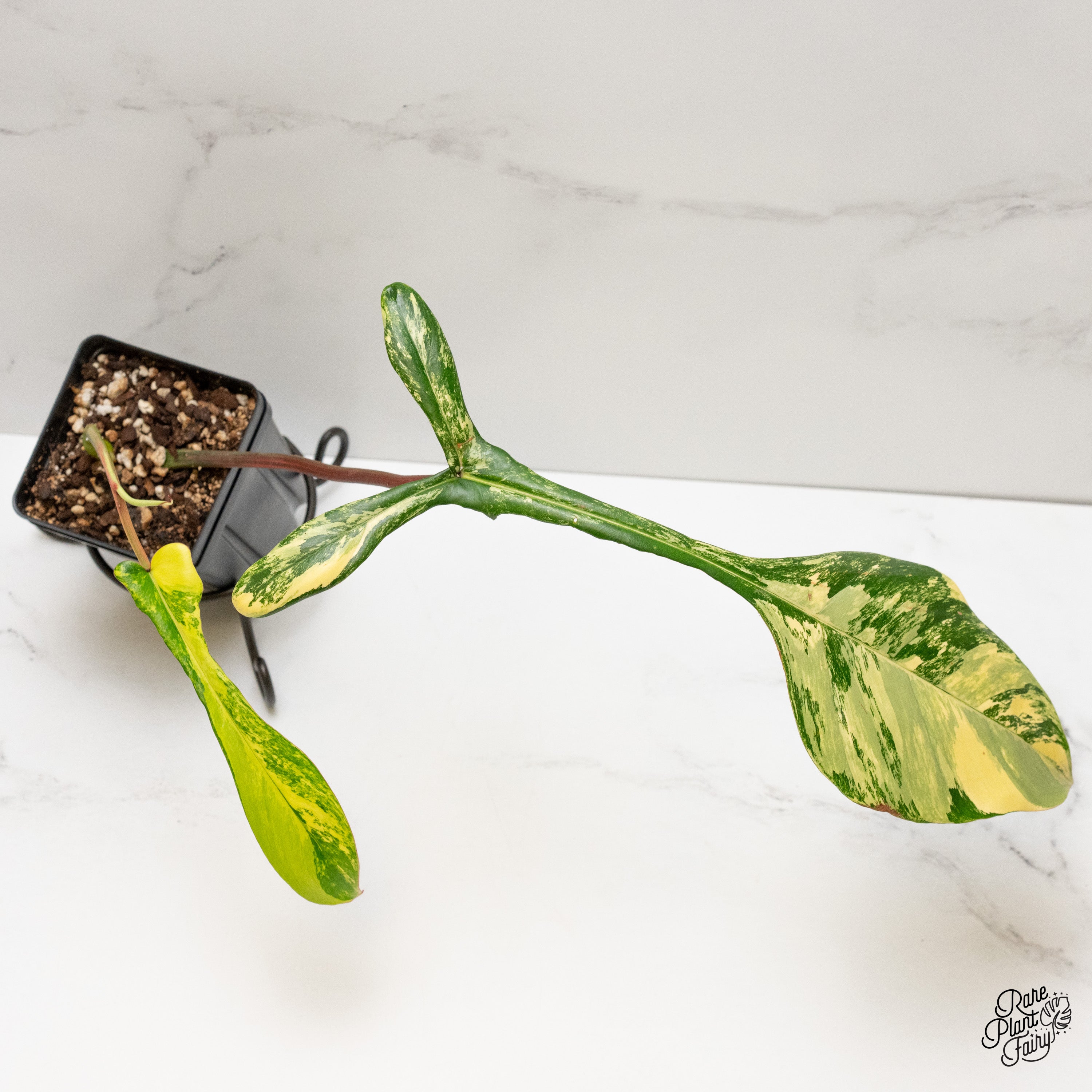 Philodendron 'Joepii' Variegated (wk2-C) – Rare Plant Fairy