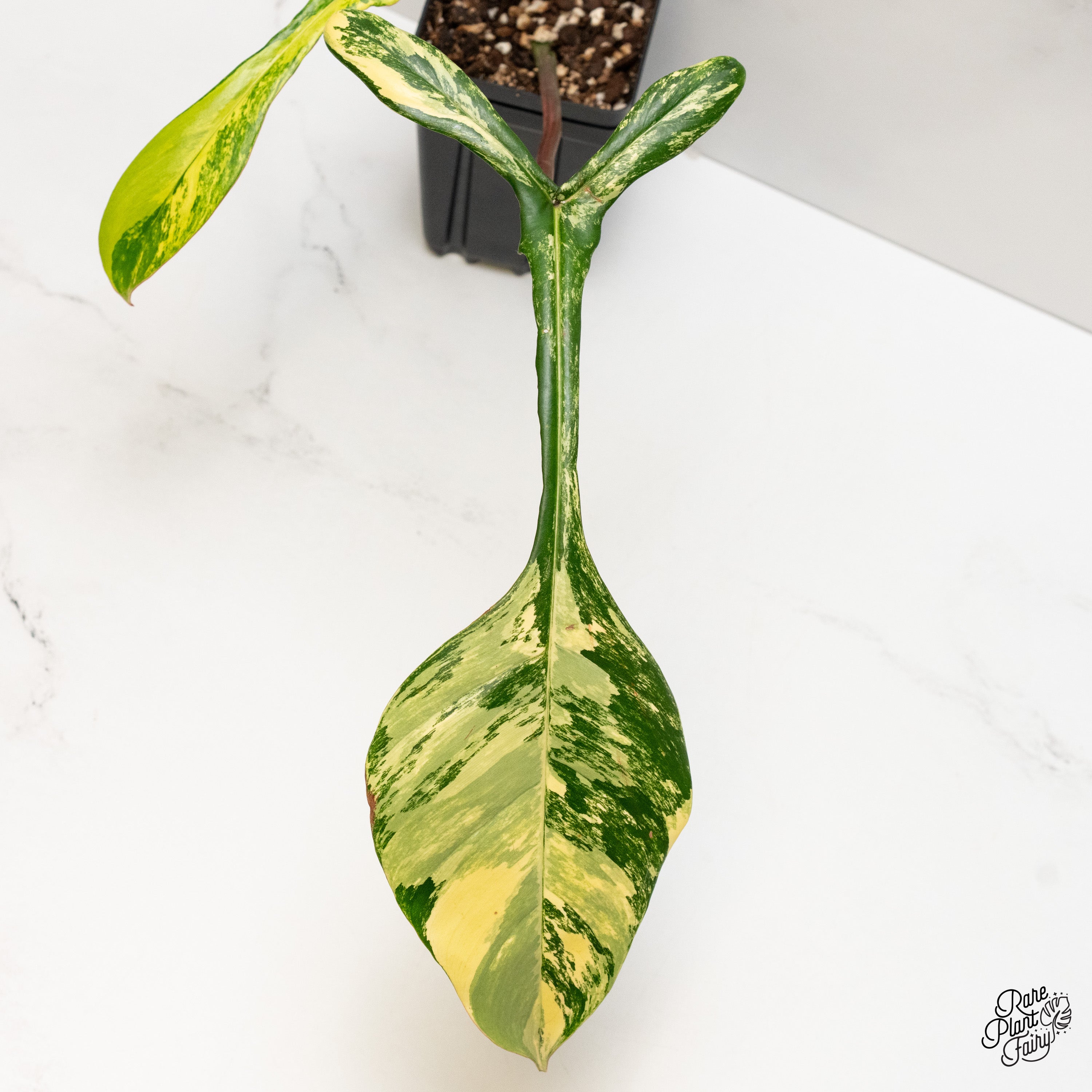 1 斑入　ジョーピー Philodendron Joepii Variegata 1 斑入 ジョーピー Philodendron Joepii Variegata 1 斑入 ジョーピー