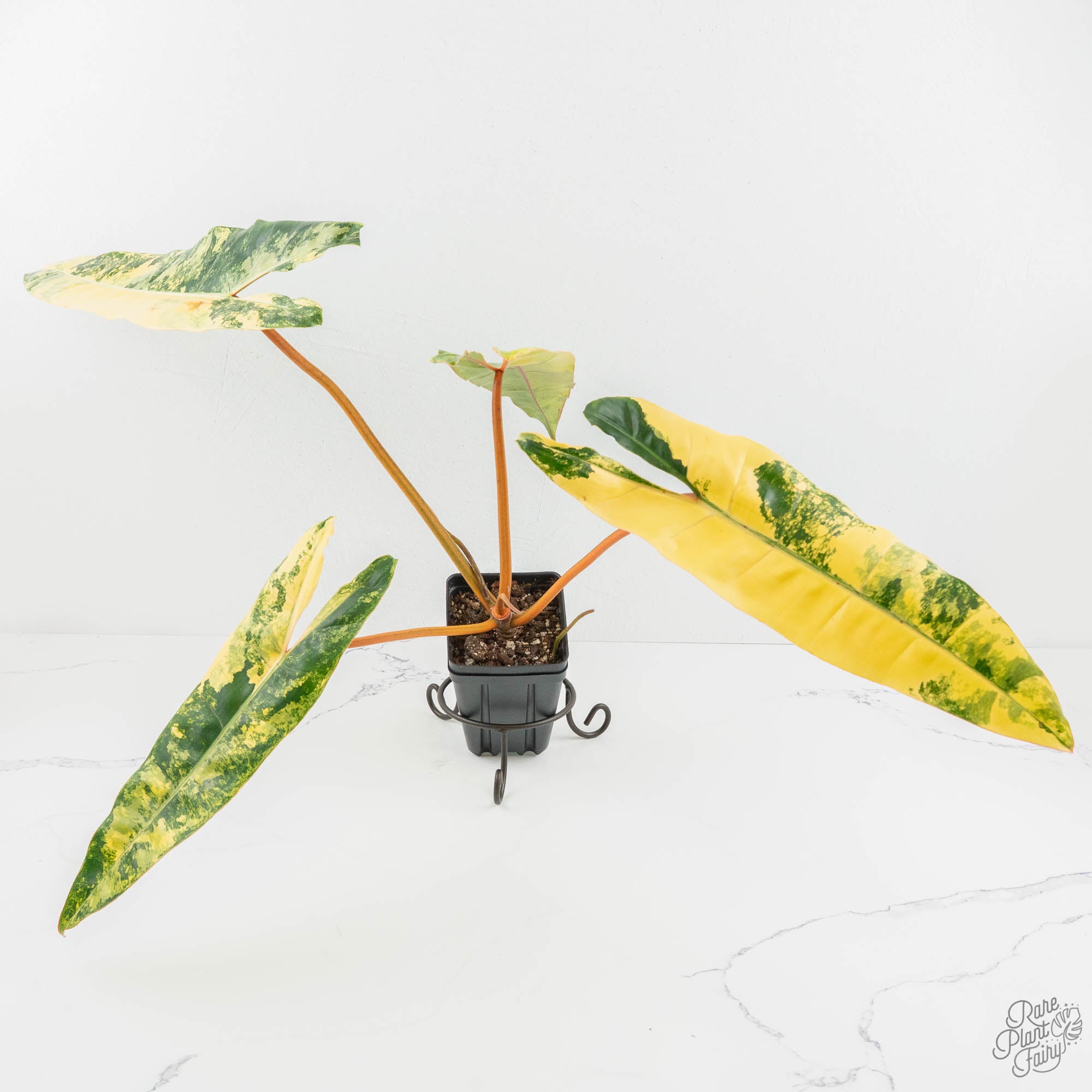 Philodendron 'Billietiae' Variegated (wk18-Q) – Rare Plant Fairy