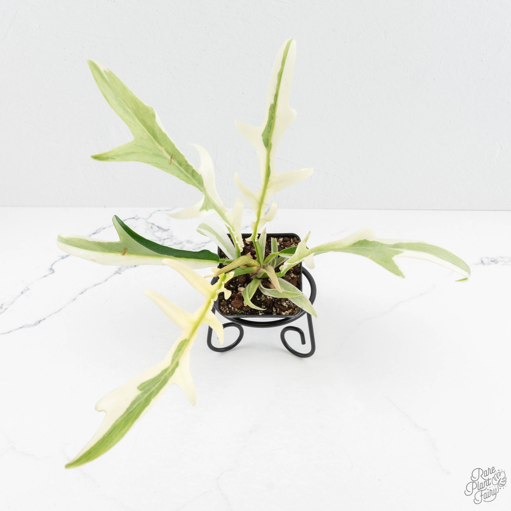 philodendron binnatifidum Philodendron Bipinnatifidum 'Tortum' Albo Variegated (wk18-C)