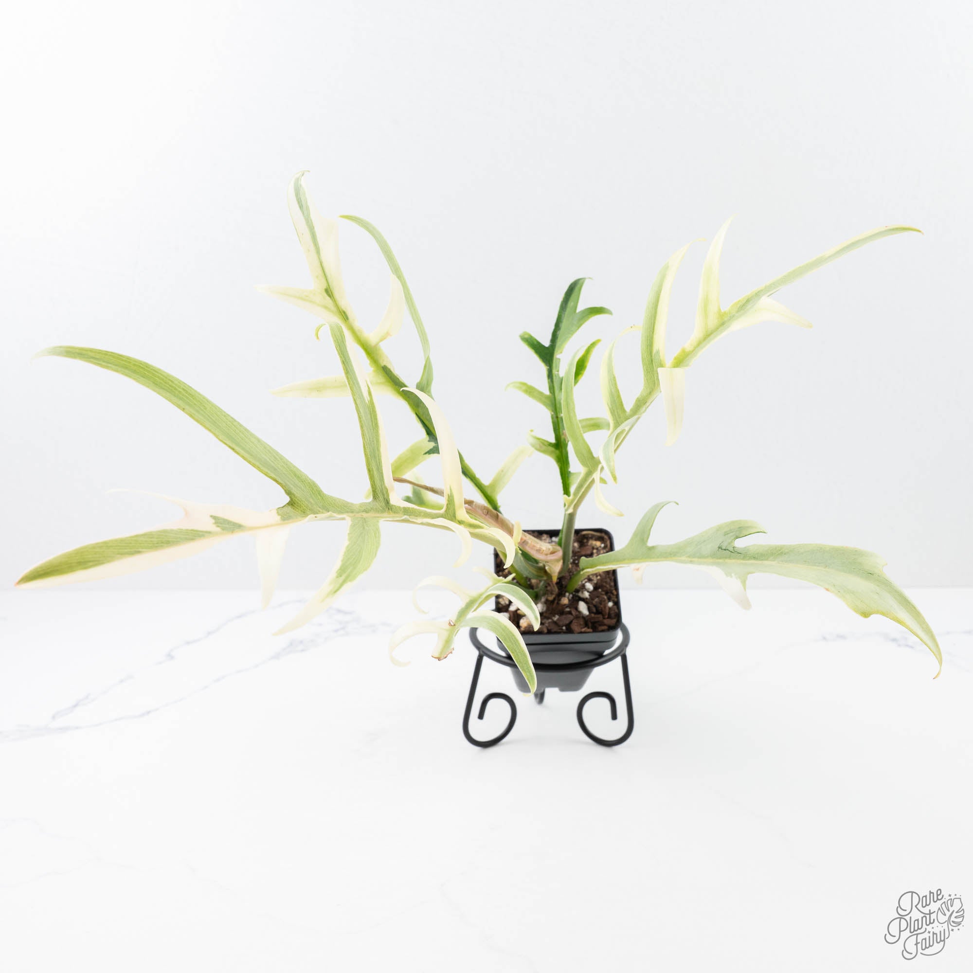 philodendron bipinnatifidum tortum Philodendron Bipinnatifidum 'Tortum' Albo Variegated (wk21-I)
