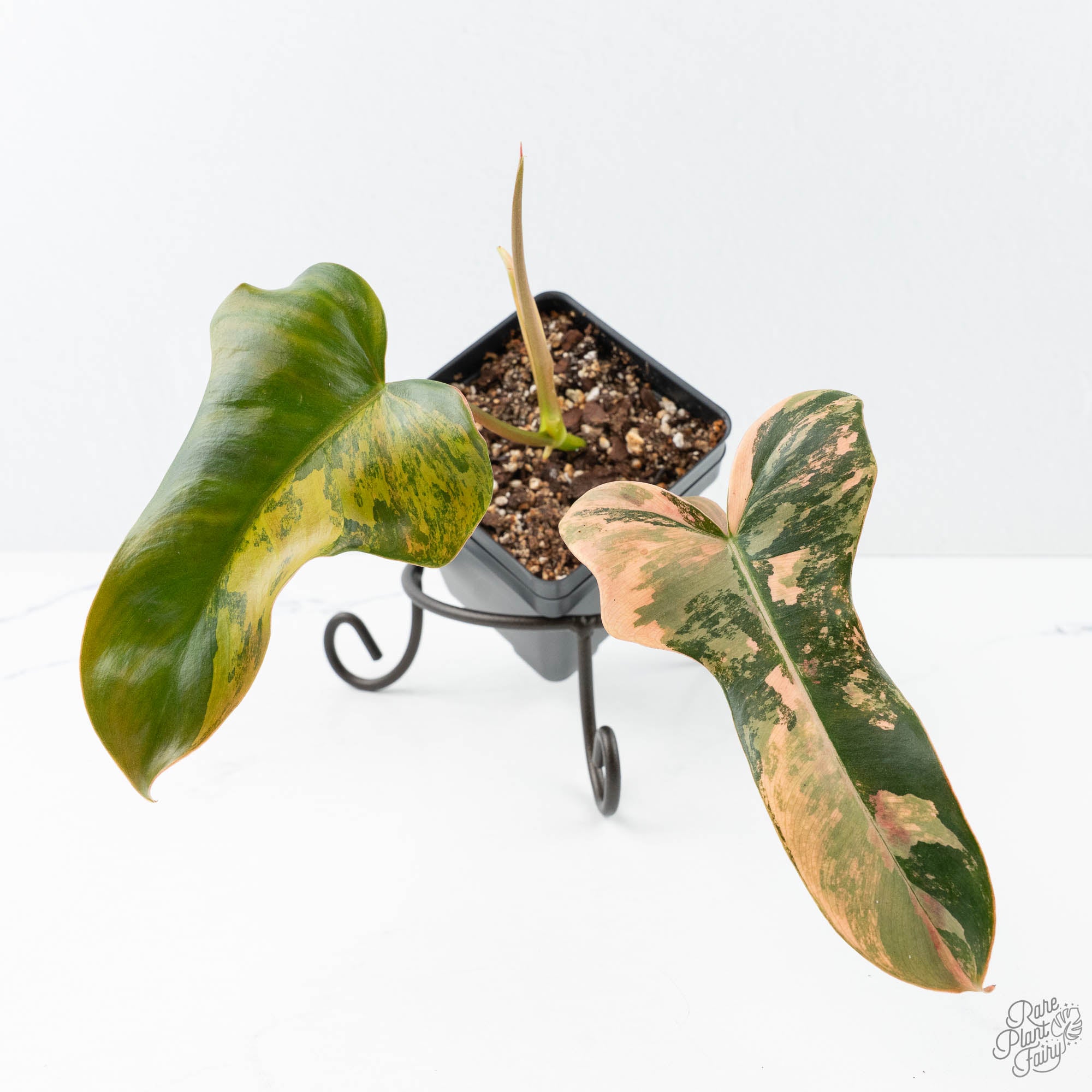 philodendron l Philodendron 'Brown Beauty' ('Black Billietiae' x 'Florida Beauty') (wk21-L)