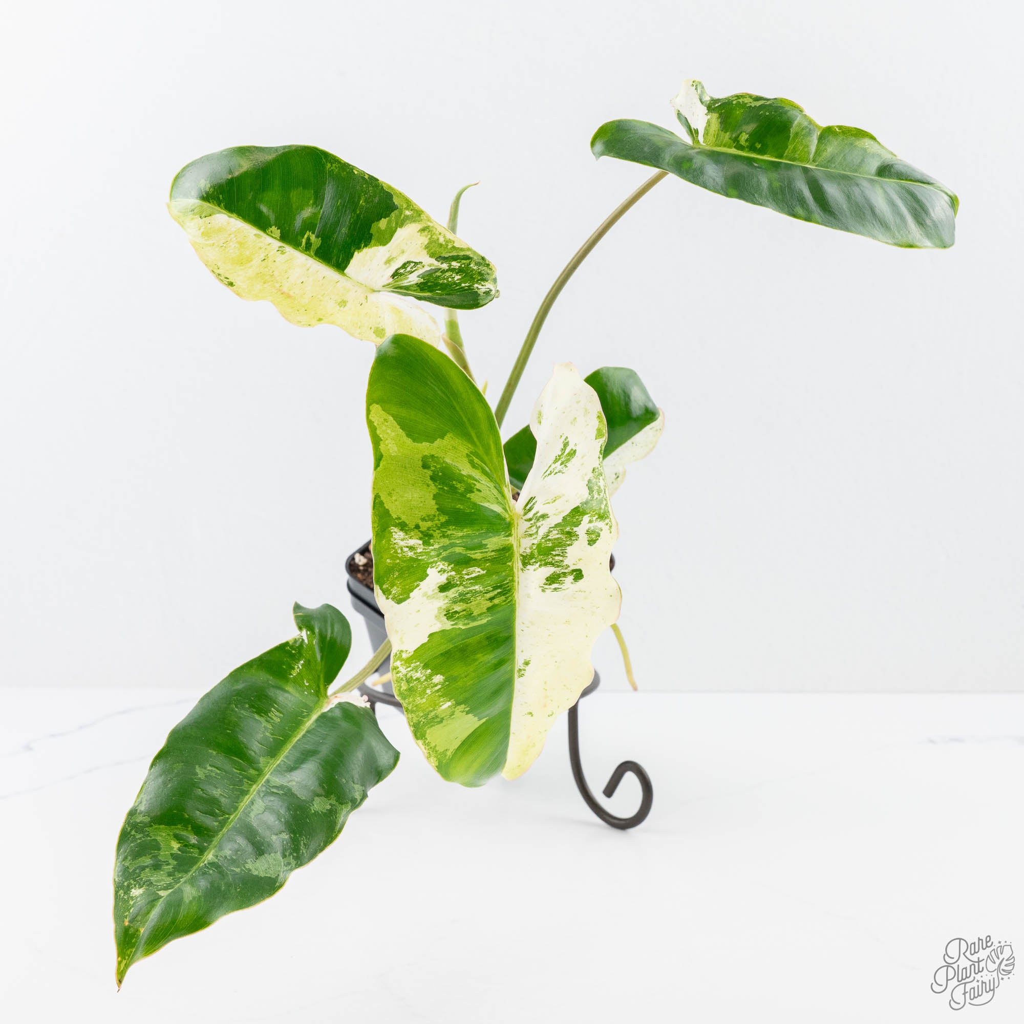is philodendron burle marx rare Philodendron 'Burle Marx Snow’ (wk21-K)