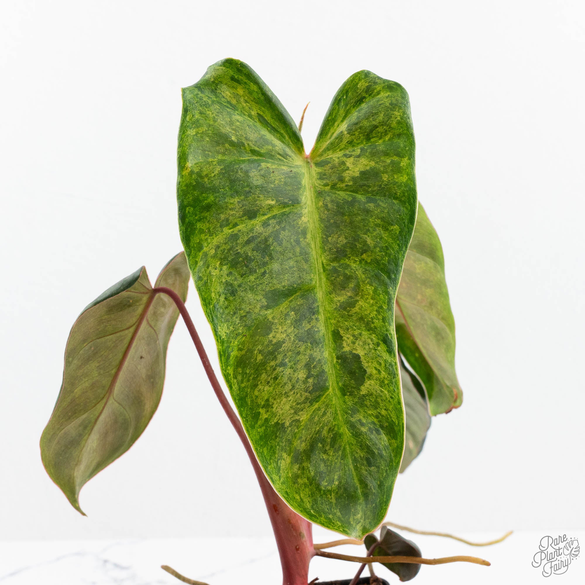 P. El choco red × Billietiae variegated Philodendron 'El Choco Red' x 'Billietiae' Variegated (wk19-I