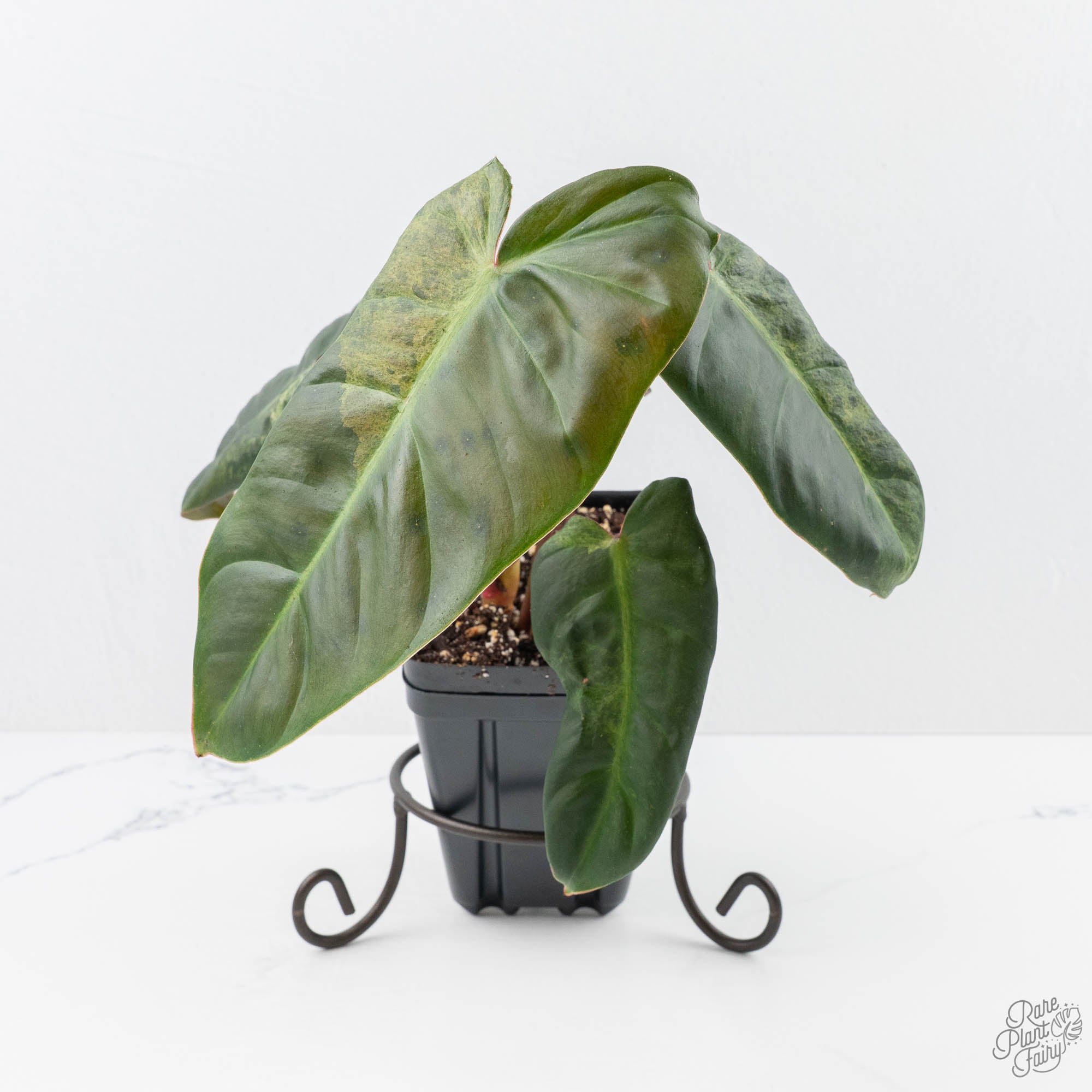 el choco red philodendron Philodendron 'El Choco Red' x 'Billietiae' Variegated (wk22-S)