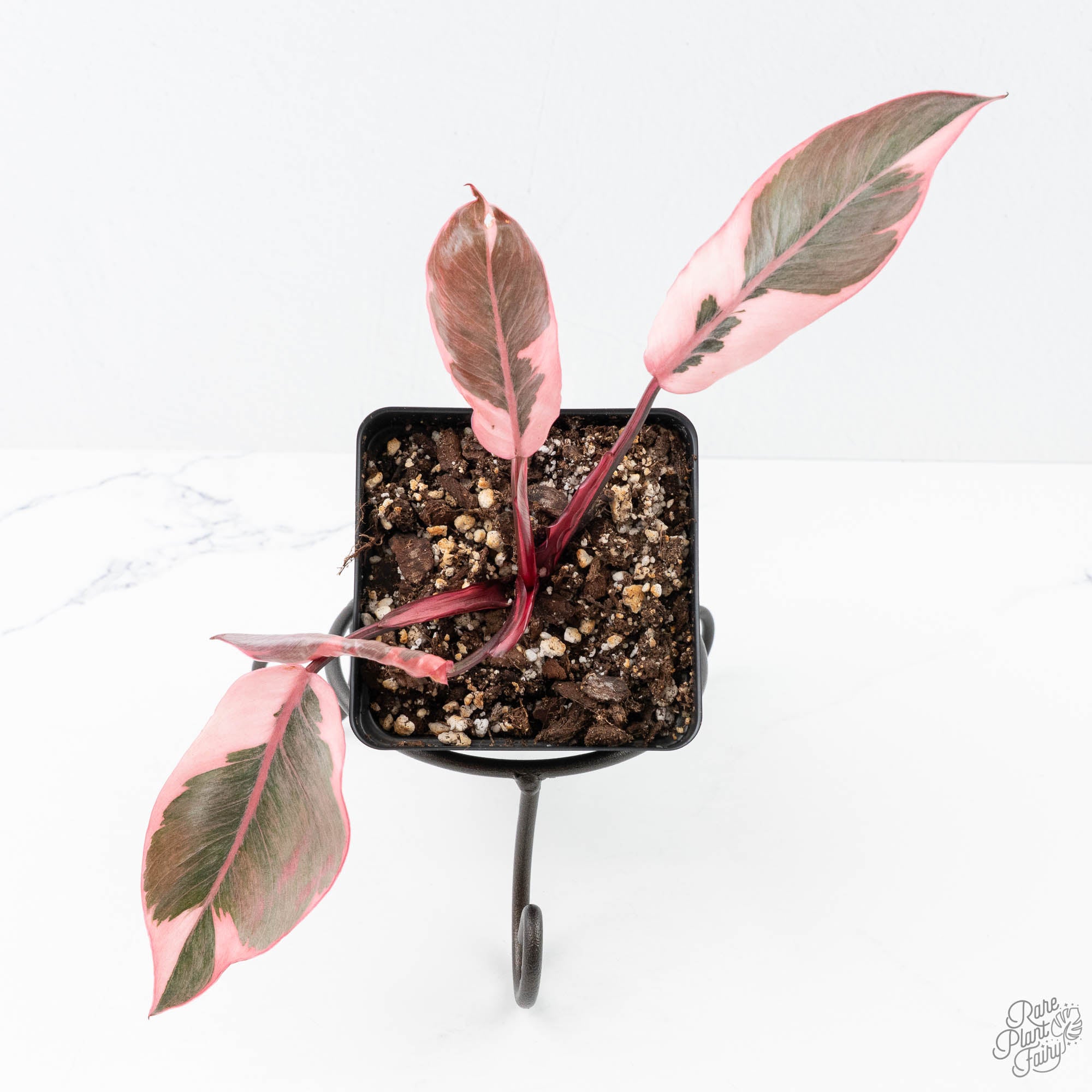 Philodendron 'Pink Princess' Outer Variegated (wk21-M) – Rare