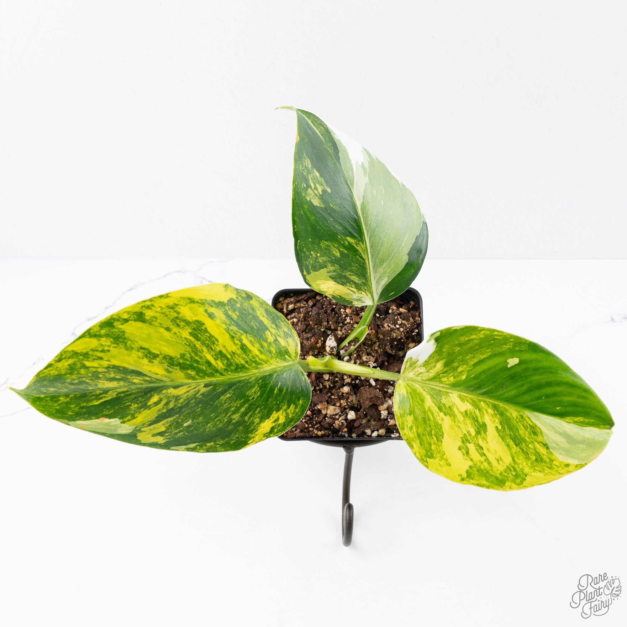 philodendron erubescens for sale Philodendron Erubescens 'White Wizard Aurea' (wk21-P)