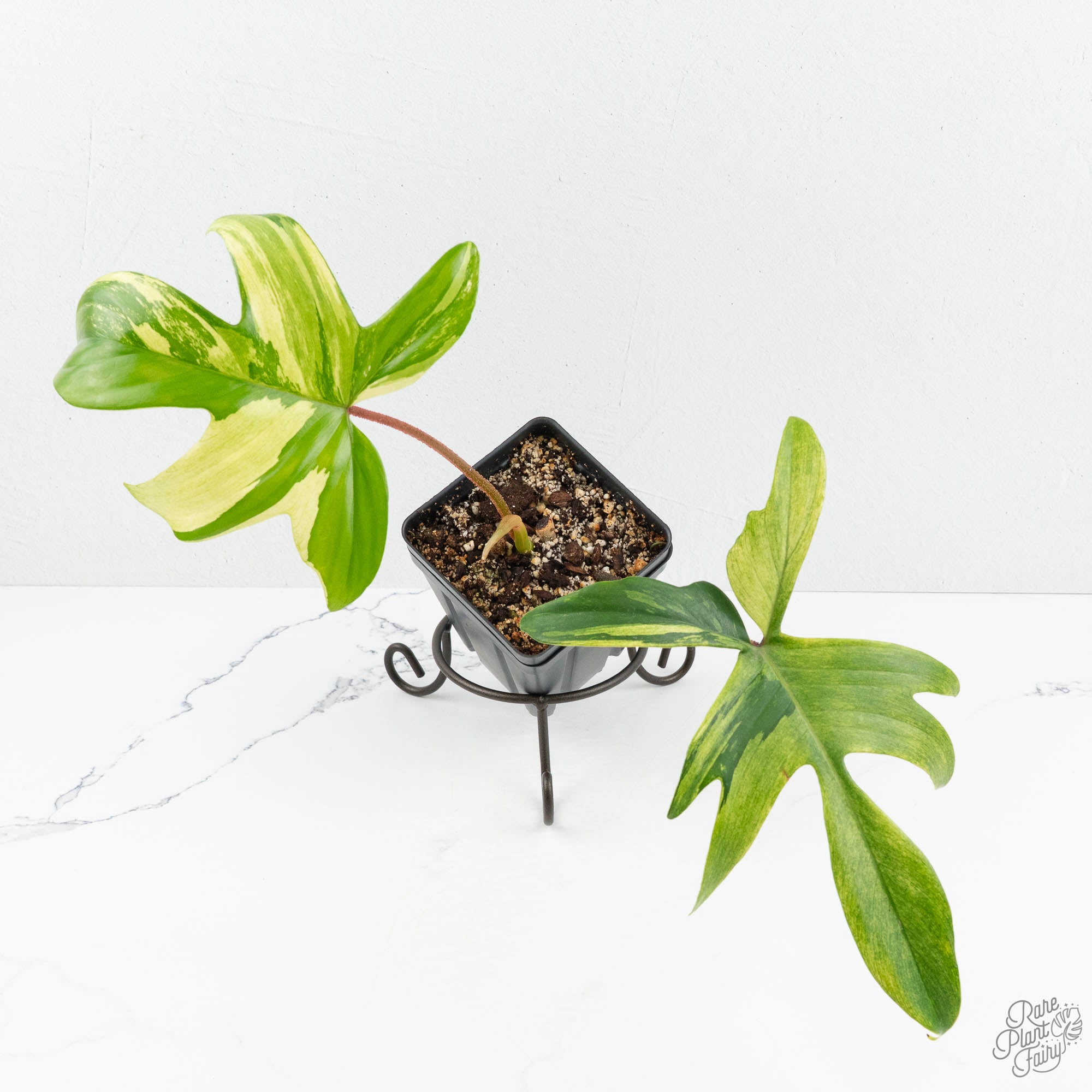 albo philodendron Philodendron 'Florida Beauty' Albo Variegated (wk17-UH)
