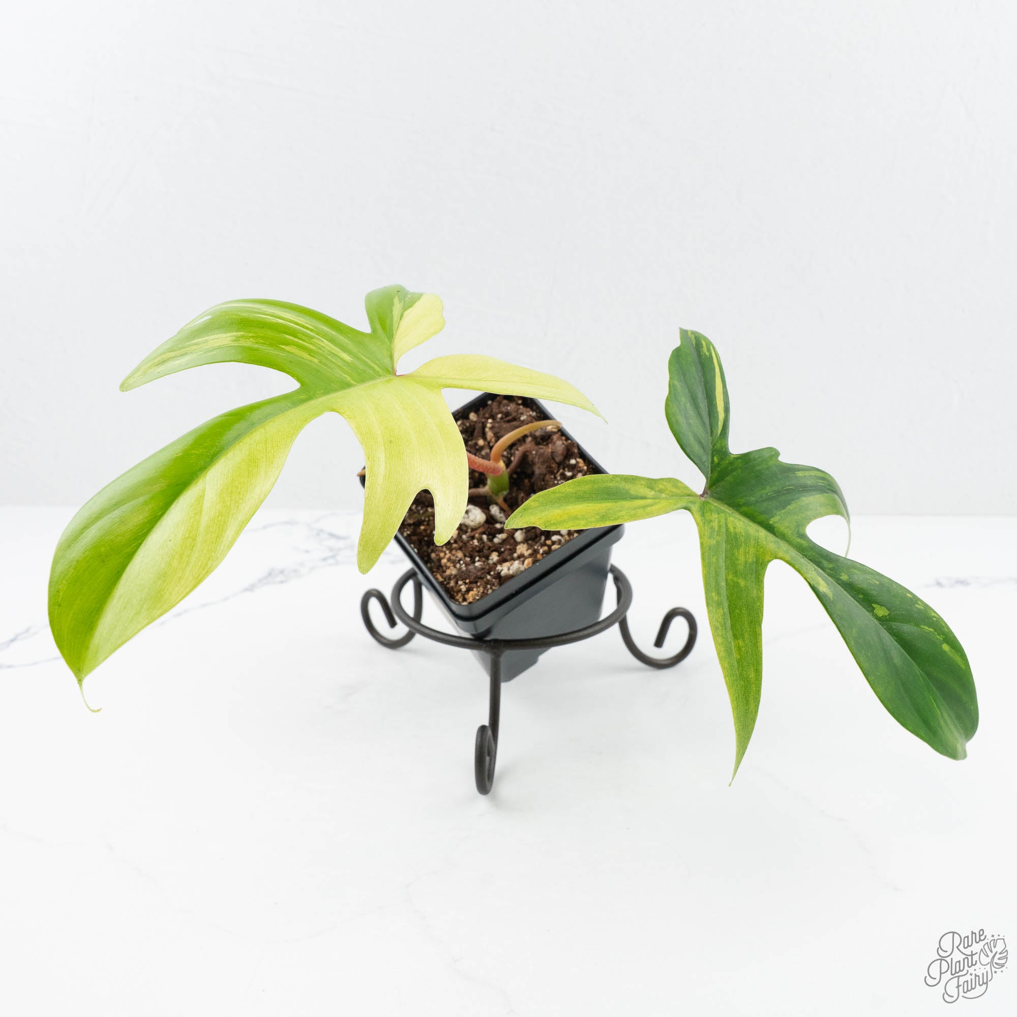variegated philodendron pedatum Philodendron 'Florida Beauty' Albo Variegated (wk19-UG)