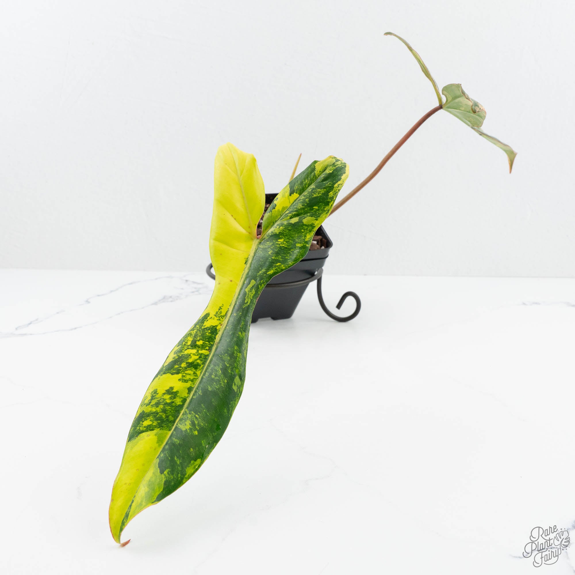 is philodendron billietiae rare Philodendron 'Florida Beauty' x 'Billietiae' (wk19-H)