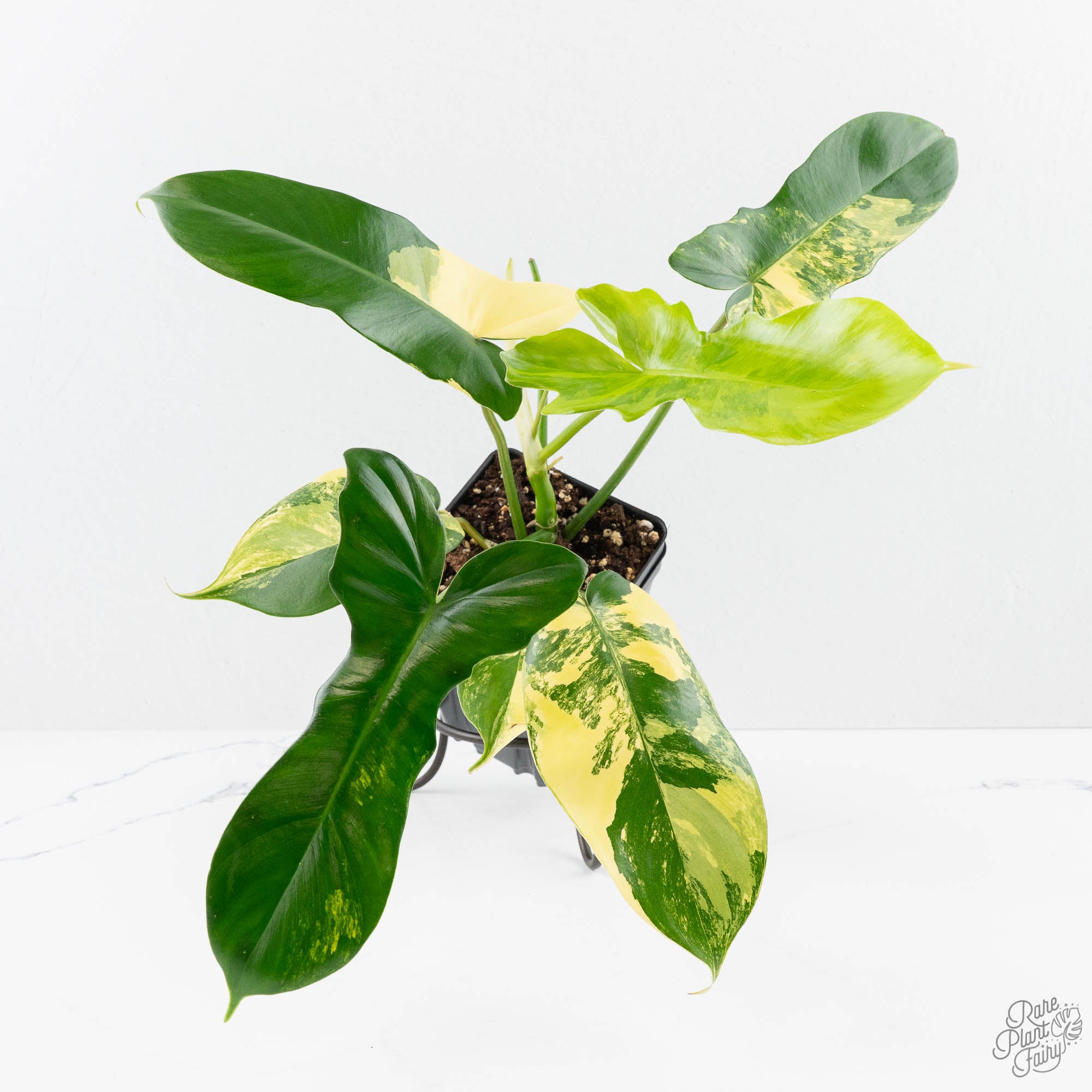 is philodendron mayoi rare Philodendron 'Florida Beauty' x 'Mayoi' (wk23-D) – Rare Plant Fairy