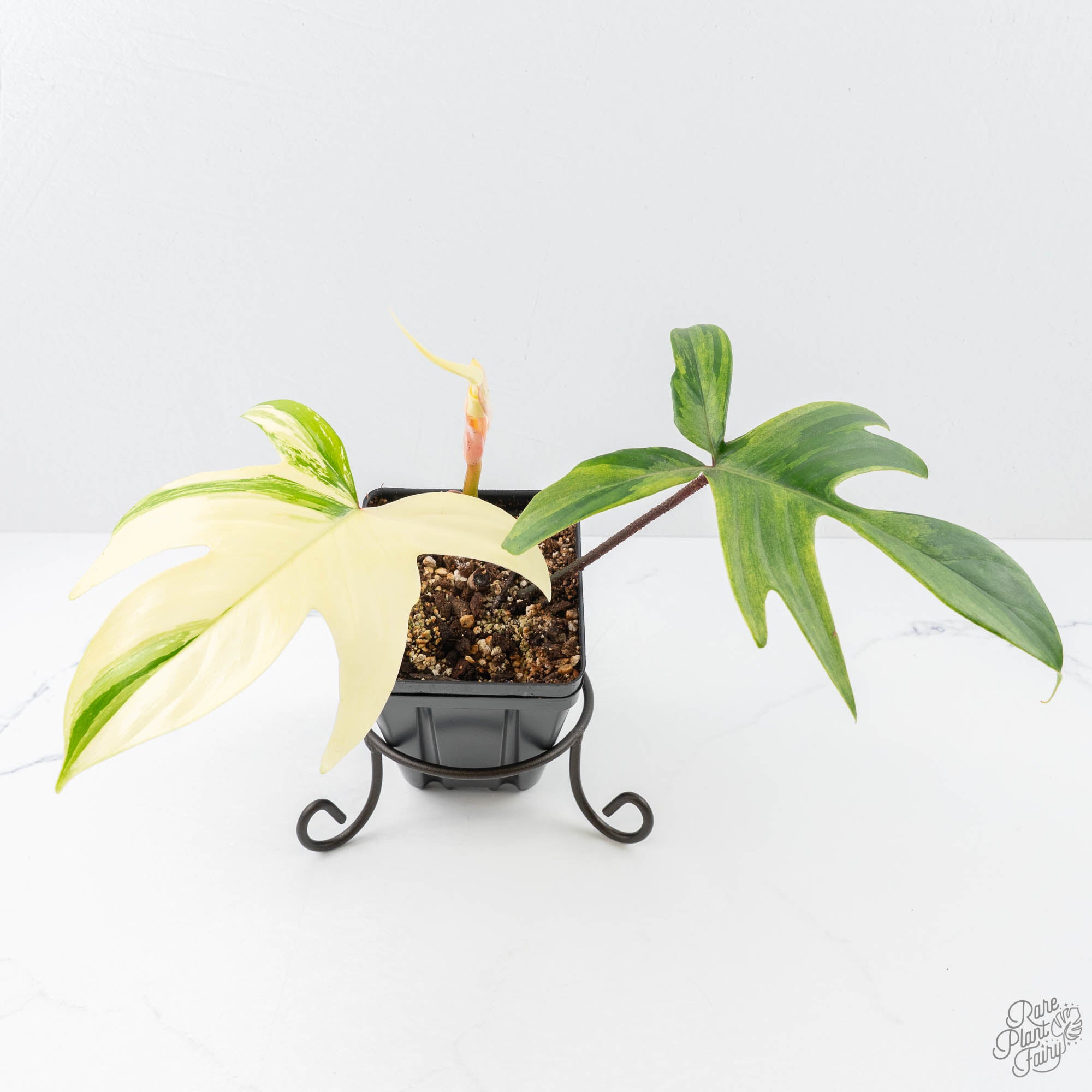 philodendron 'florida beauty' Philodendron 'Florida Beauty' Albo Variegated (wk21-UJ)