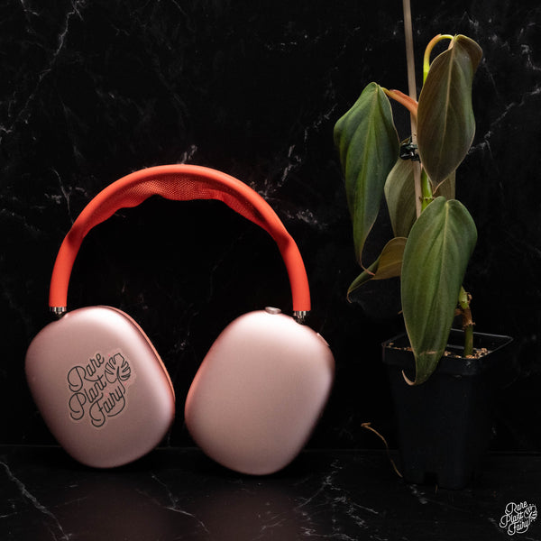 Philodendron gigas *Grower's choice*