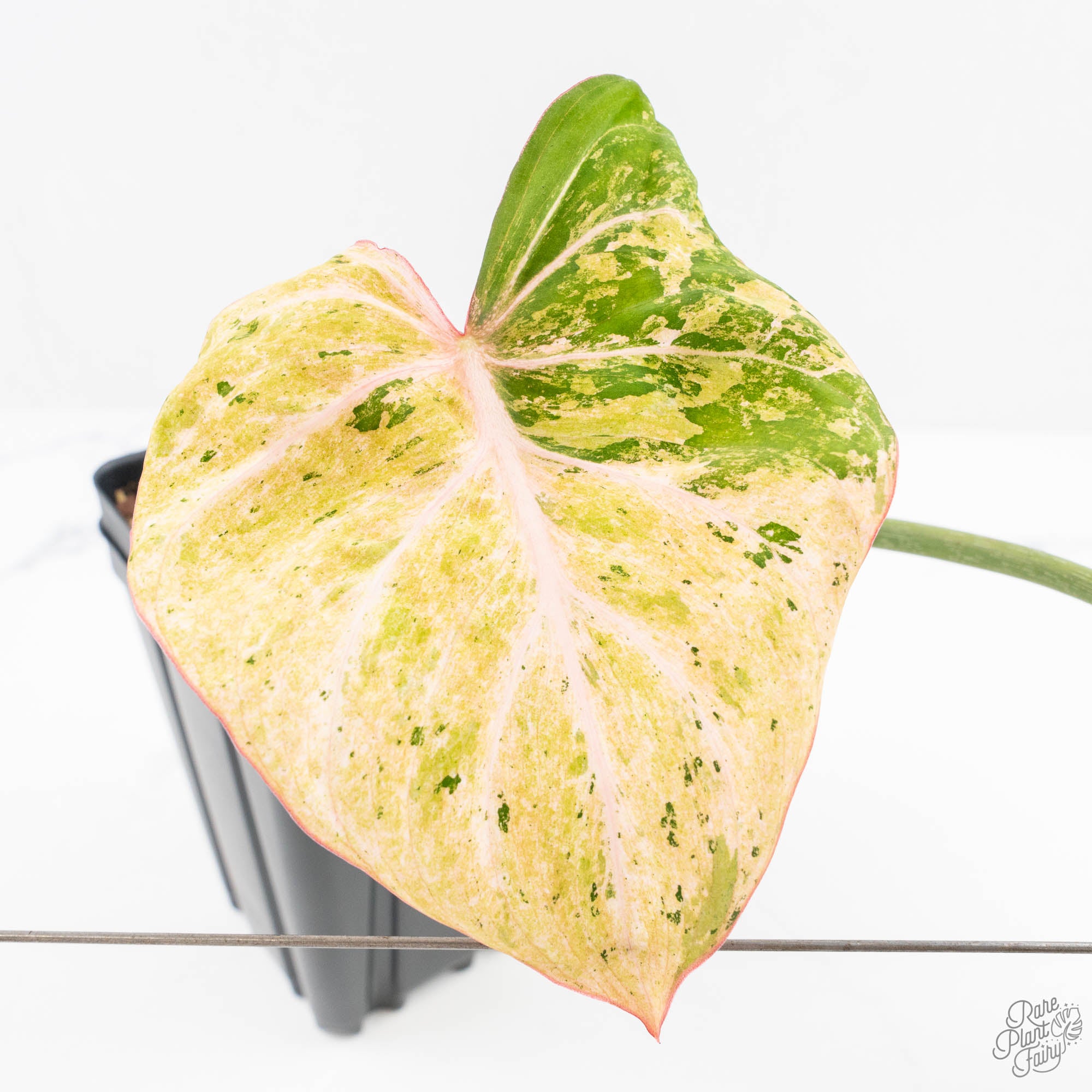 philodendron gloriosum rare Philodendron Gloriosum Marble Pink Variegated *Type 4* (wk24-UG) – Rare Plant Fairy